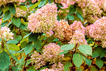 Hydrangea plant