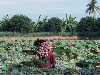 Farmer harvested pink lotus flower in the pond with sunlight in the morning.Taken from lotus...