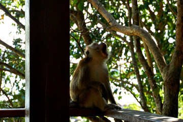 Monkey in National Park in Penang, Malaysia