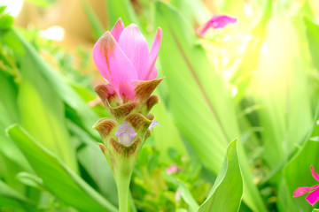 Siam Tulip,closeup pink flower of green leaves on blur for nature background