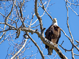 eagle perched on a tree