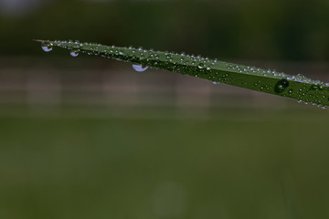 dew on the grass