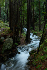 Limekiln Creek Rushes Through Forest