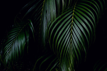 Green leaves pattern,leaf palm tree in the forest