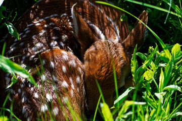fawn sleeping in field