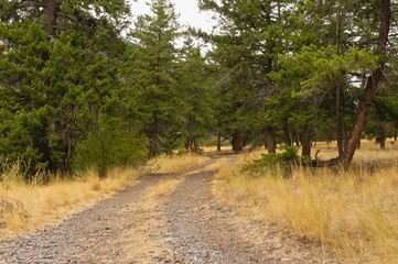 Fototapeta na wymiar Country road through pine trees
