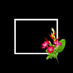 Red flowers with white frame for nature concept background,Tropical heliconia psittacorum,Desert Rose
