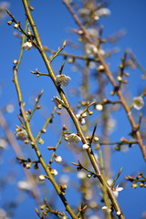 咲き始めの白梅