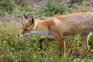 red fox