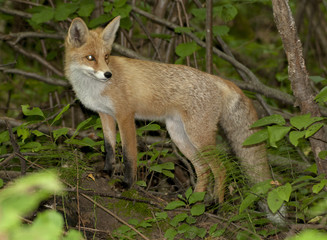 red fox