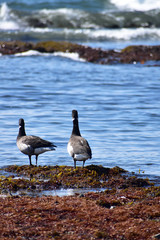 沖を見つめるコクガンの後姿