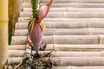 The ripe banana blossom and bananas bunch above the bamboo walkway in the garden.