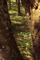 Obraz premium Forest