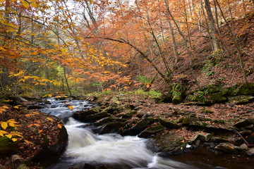 Ricketts Glen State Park