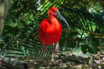 red bird