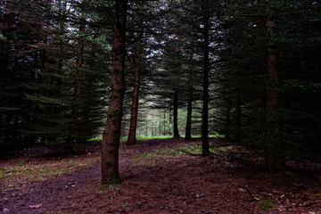 rays of sun in the forest