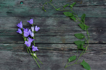 campanula violet on a old wood background, bindweed, frame of flowers. flat lay, top view