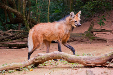red fox in forest