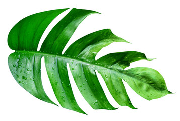 Green leaves pattern,leaf monstera isolated on white background,include clipping path