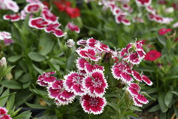 flowers in the garden