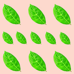 Green leaves pattern for nature concept,tropical leaf on pink background