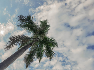 Areca catechu or betel nut is colorful in the garden and blue sky with cloud.Beautiful palm tree.