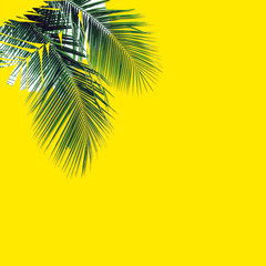 Green palm leaves pattern for nature concept,tropical leaf on yellow background