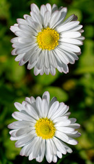 daisies on green background