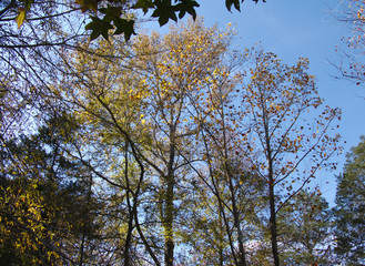 sycamores and cedars