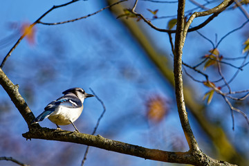 blue tit on a branch