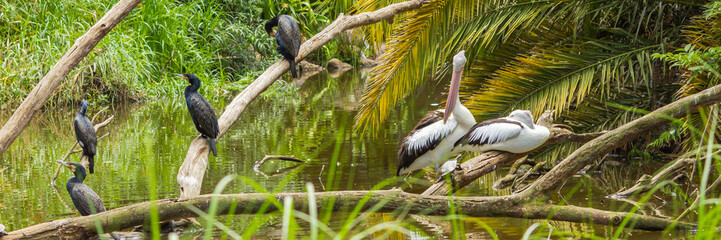 Pelicans resting on branch, Wild birds in Australia