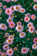 flowers in the garden, pink daisy flower