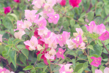 beautiful Bougainvillea flower for wallpaper texture and background,soft focus
