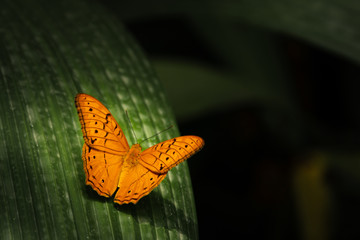 orange colorful butterfly on a leaf