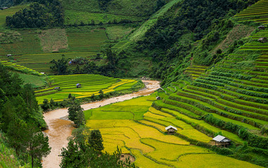 Obraz premium Beautiful Dramatic view of growing golden paddy rice field with stream flows through into Mu cang chai local village on harvest season, Mu cang chai, Yenbai , Northwest of Vietnam