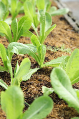 organic cos lettuce growing in garden, close up Green romaine lettuce garden