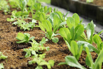 organic cos lettuce growing in garden, close up Green romaine lettuce garden