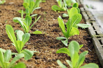 organic cos lettuce growing in garden, close up Green romaine lettuce garden