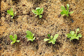 organic cos lettuce growing in garden, close up Green romaine lettuce garden