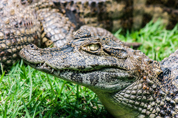crocodile look
