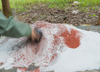 The mixed of plant chemical fertilizer and manure on farmer hands. fertilizer in plastic  floor agricultural use.