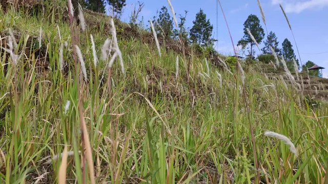 The tares were blown by the wind in a mountains