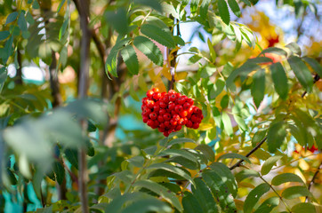 rowan berries in the autumn forest	