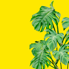 Fototapeta na wymiar Green leaves pattern,monstera tree isolated on yellow background