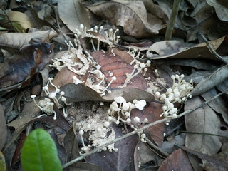 Edible wild mushrooms occur naturally. Is a vegetable that occurs naturally, non-toxic