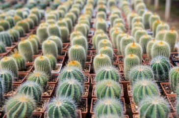 Collection of  cactus and succulent plants in pots. Potted cactus house plants in gardenBeautiful cactus with natural light in morning.