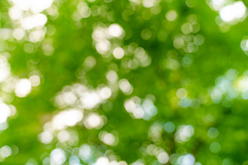 Obraz premium natural green bokeh abstract background,blurred textured