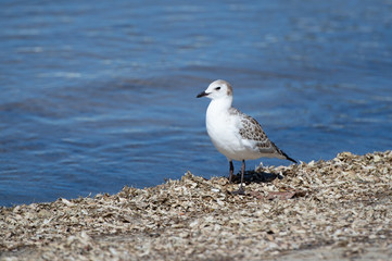 Herring Gull
