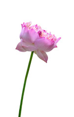 Fototapeta premium Beautiful pink water lily or lotus flower isolated on white background,include clipping path