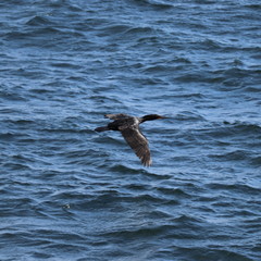 Flying cormorant